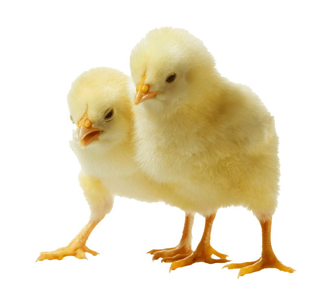 Baby Chicken PNG Clipart