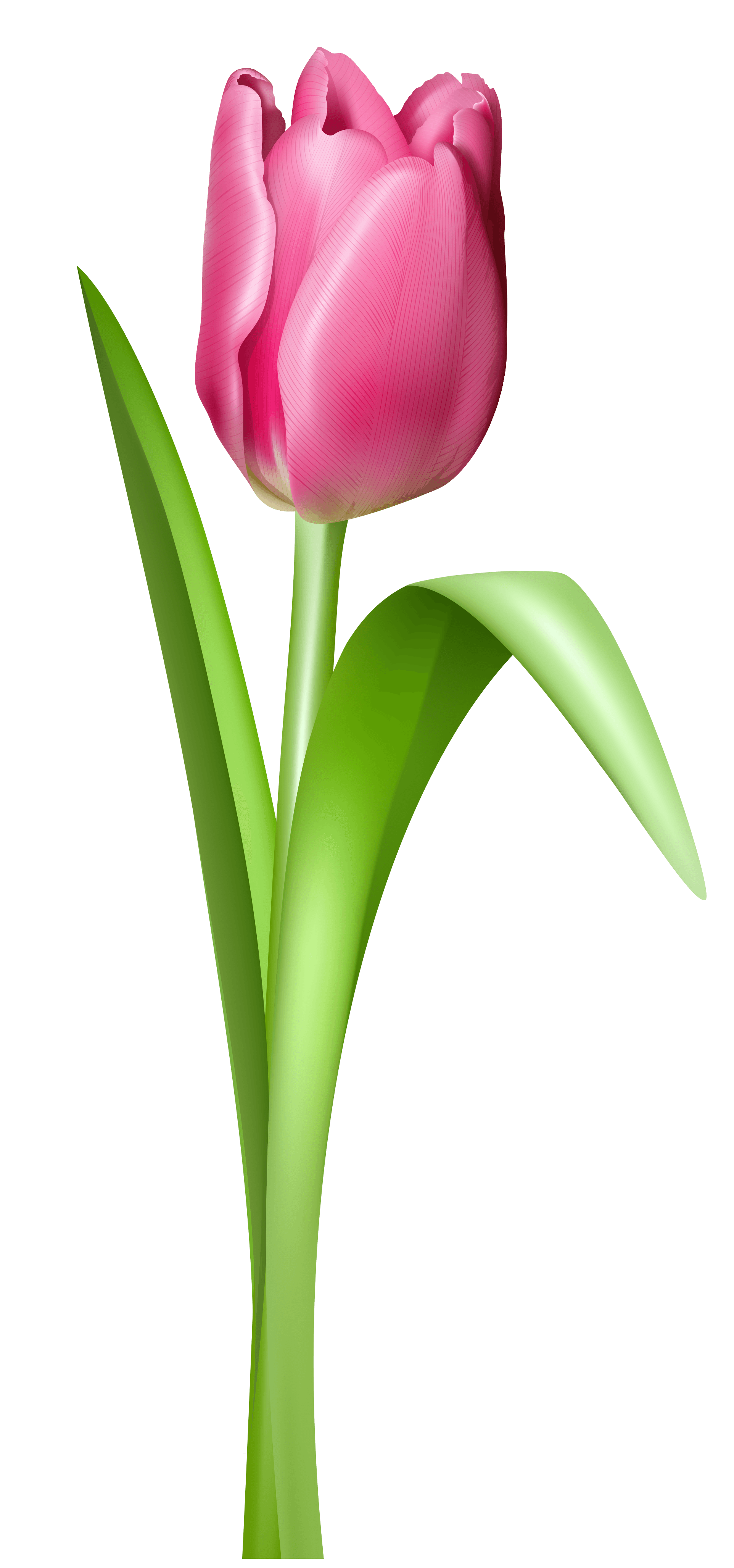 Pink Tulip Clip Art – Clipart Free Download