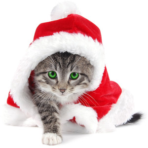 Christmas cats clipart background