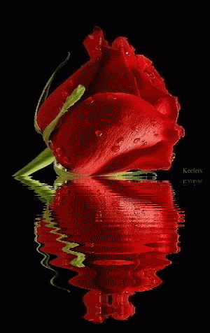 beautiful animated pictures of roses
