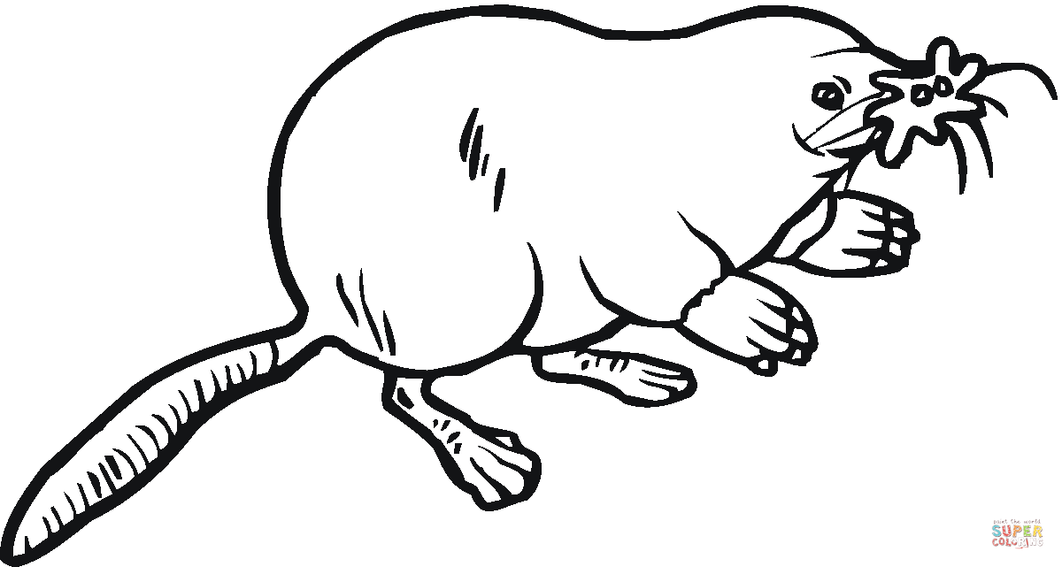 Star nosed mole coloring page