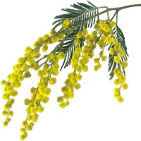 Mimosa Flowers - Symbol of Spring, Friendship, and International Women’s Day