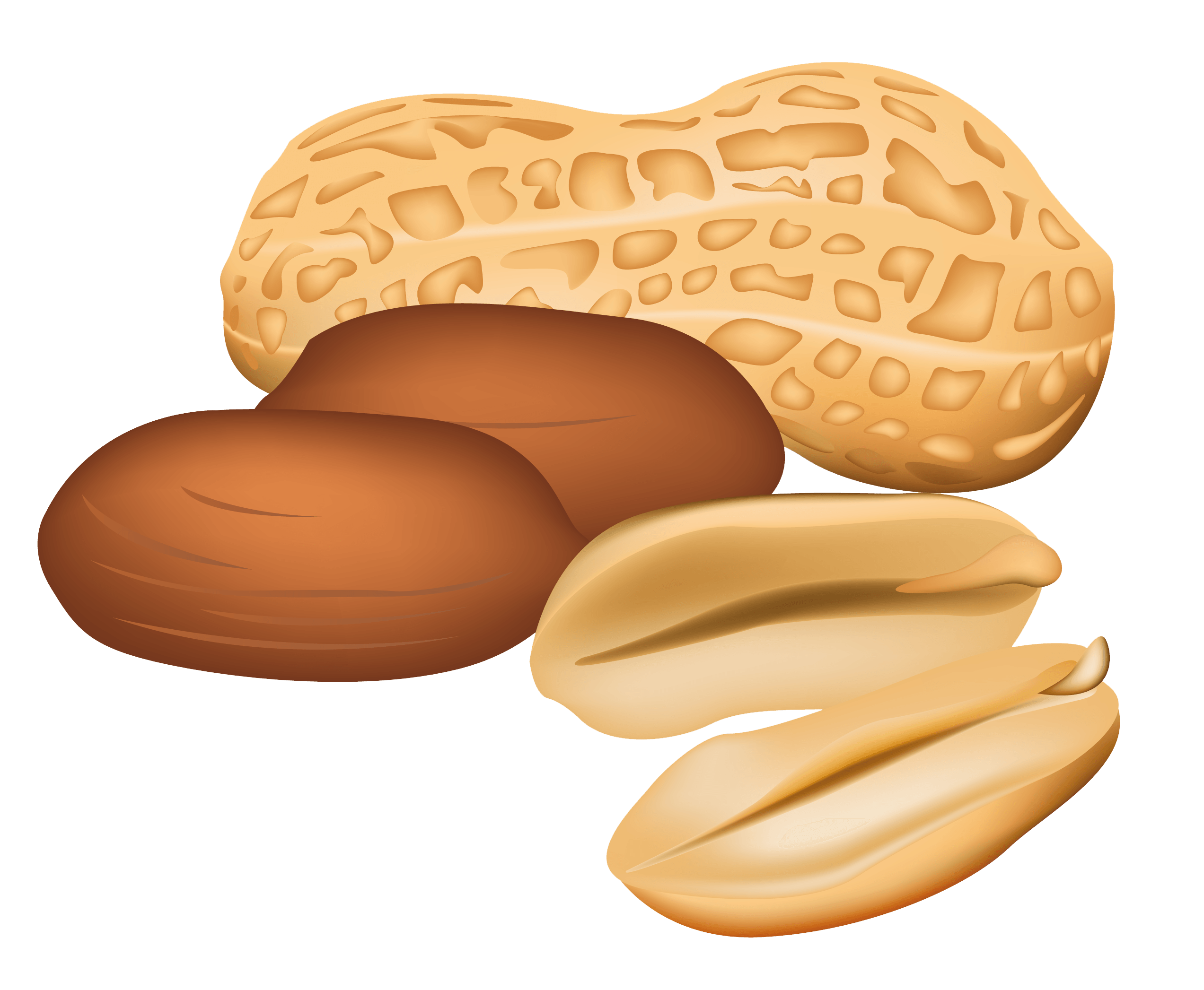 Illustration of whole and shelled peanuts, showing textured shell and smooth kernels against black background.