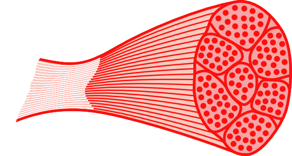 Skeletal Muscle Anatomy Diagram - Structure and Function Explained