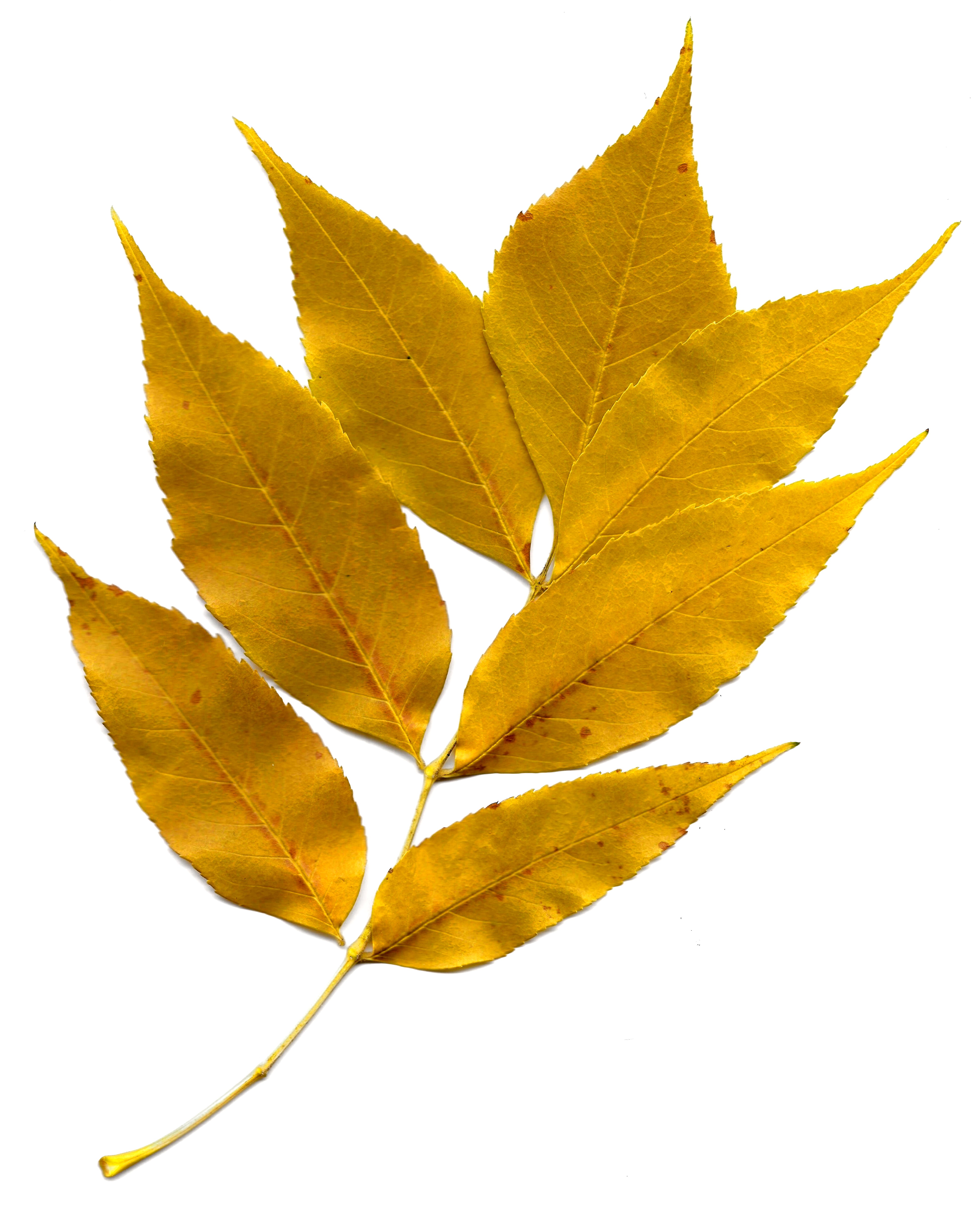Gold leaf. Листья. Осенний листок. Золотистые листья. Листочки на прозрачном фоне.