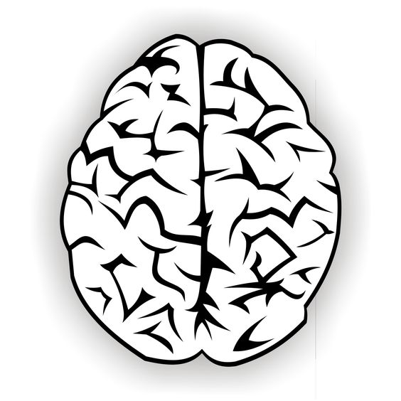 Human Brain Anatomy Illustration - Detailed Medical & Educational Graphic