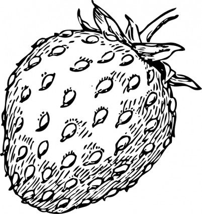 Illustration of a Strawberry - Botanical Line Art for Culinary & Educational Use