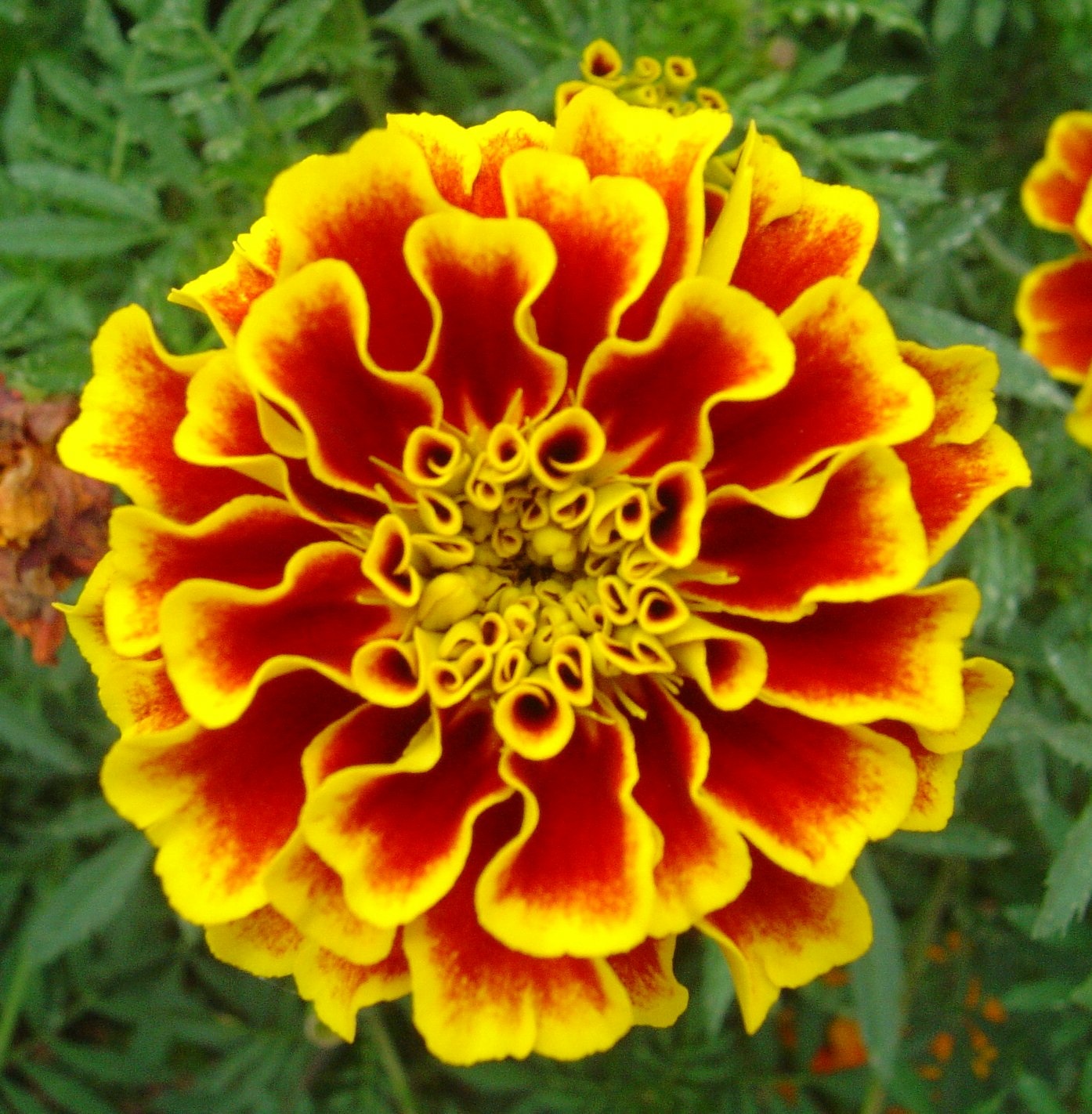 Day of the dead marigolds clipart
