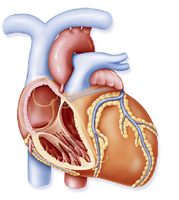 Human Heart Anatomy Diagram - Medical Illustration for Education & Healthcare