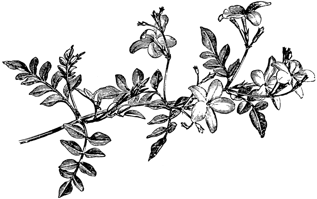Vintage Botanical Illustration of Jasmine Flowering Branch