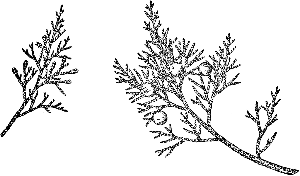 Free Juniper Tree Cliparts, Download Free Juniper Tree Cliparts png ...