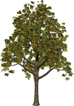 Spring Tree PNG Clipart Picture