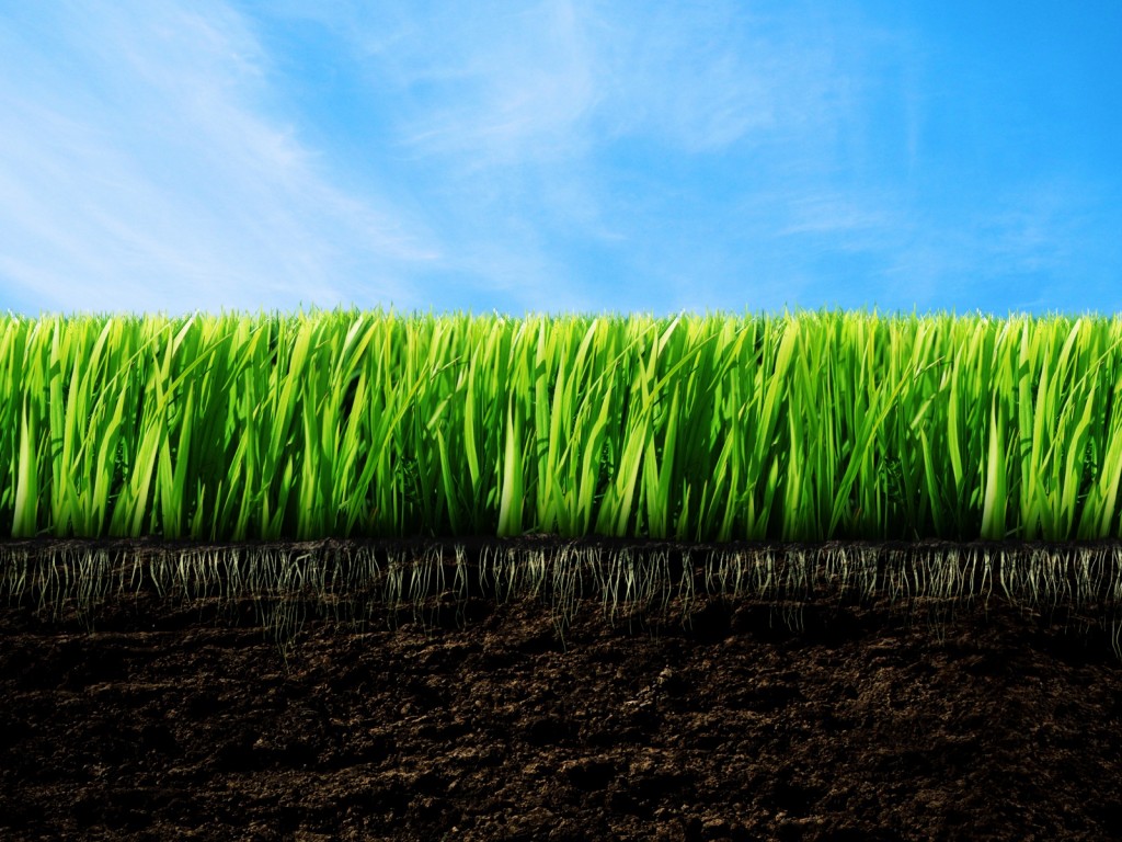 Vibrant green grass growing from rich dark soil under a clear blue sky, showing healthy roots beneath the surface.