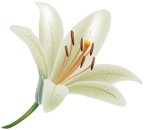 White Lily Flower PNG Clipart