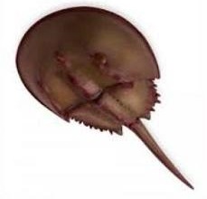 Horseshoe Crab: Ancient Marine Arthropod with Unique Anatomy