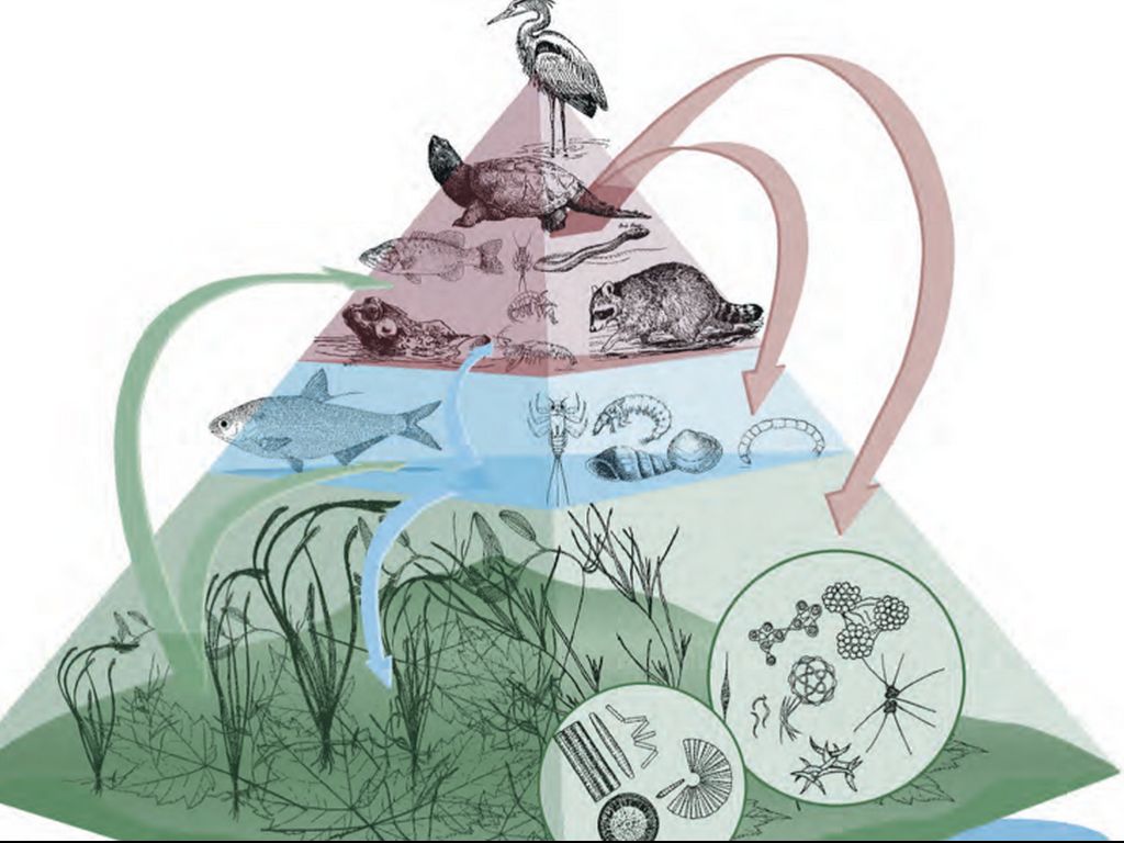 Aquatic Food Web Pyramid - Ecosystem Energy Flow Explained