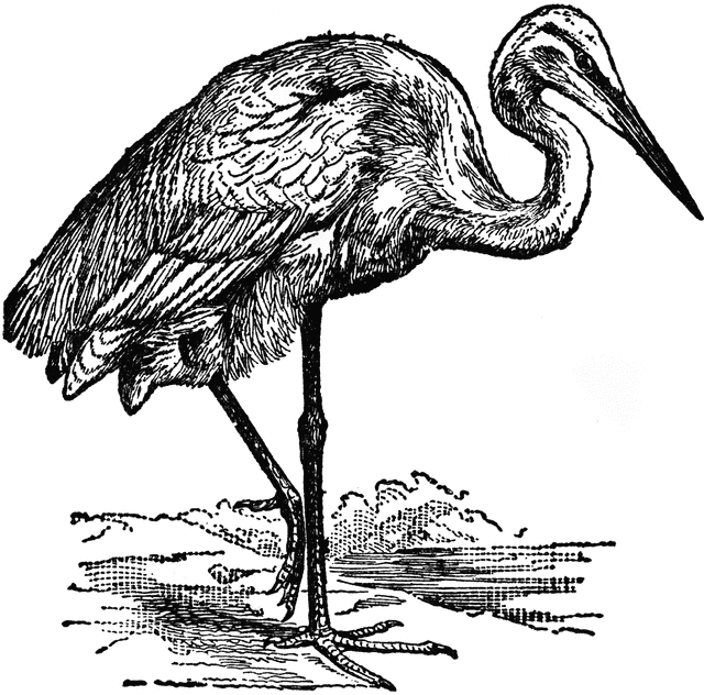 Vintage black-and-white illustration of a heron standing in shallow water, detailed feather texture and long legs.