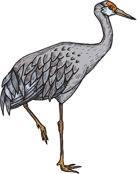 Illustration of a sandhill crane in profile, showing gray plumage, orange crown, and long legs mid-stride.