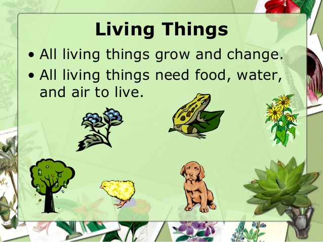 Do All Living Things Need Clip Art Library