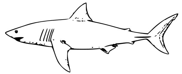 Line drawing of a great white shark in profile, showing dorsal fin, gills, and tail.