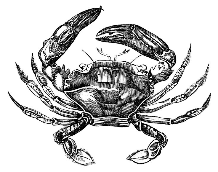 Detailed black-and-white vintage engraving of a crab with prominent claws and segmented legs, shown front-facing.