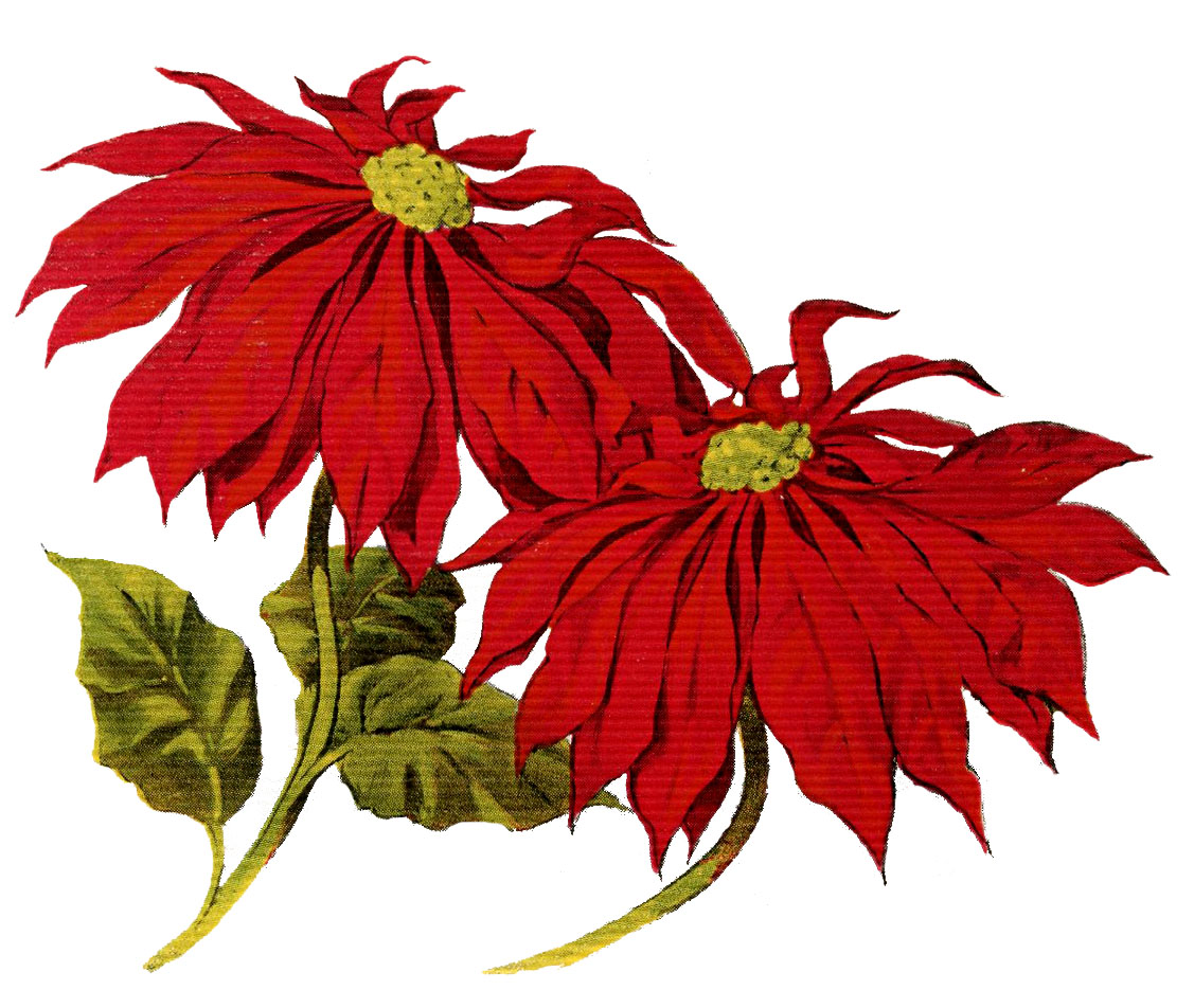Vibrant red poinsettia flowers with green leaves and yellow centers, vintage-style botanical illustration.