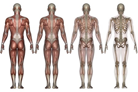 Human Anatomy Diagram - Muscular and Skeletal Systems Explained