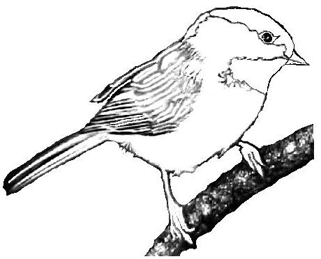 chickadee coloring pages