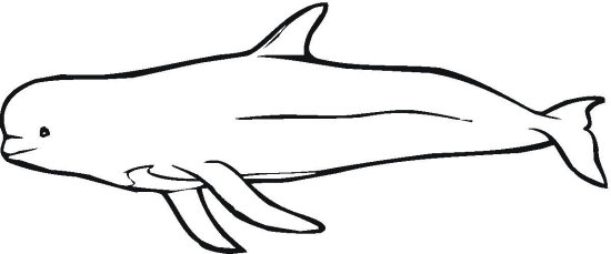 Cartoon Beluga Whale
