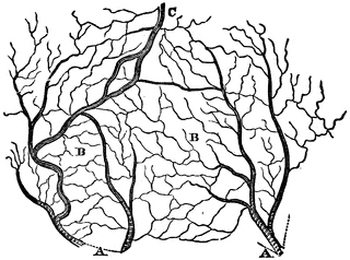 The Arteries and Veins of a Section of the Skin