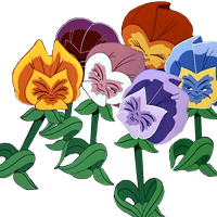 Vibrant cluster of colorful pansy flowers-orange, purple, white, blue-with green leaves on transparent background.