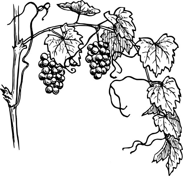 Black-and-white line drawing of grapevines with clusters of grapes and detailed leaves, showing vine structure and tendrils.