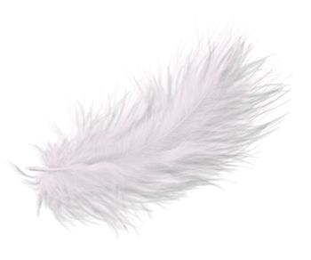 Feather transparent background clipart