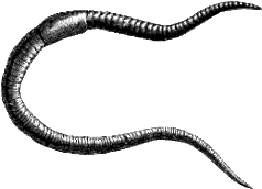 Detailed black-and-white illustration of an earthworm showing segmented body and clitellum.