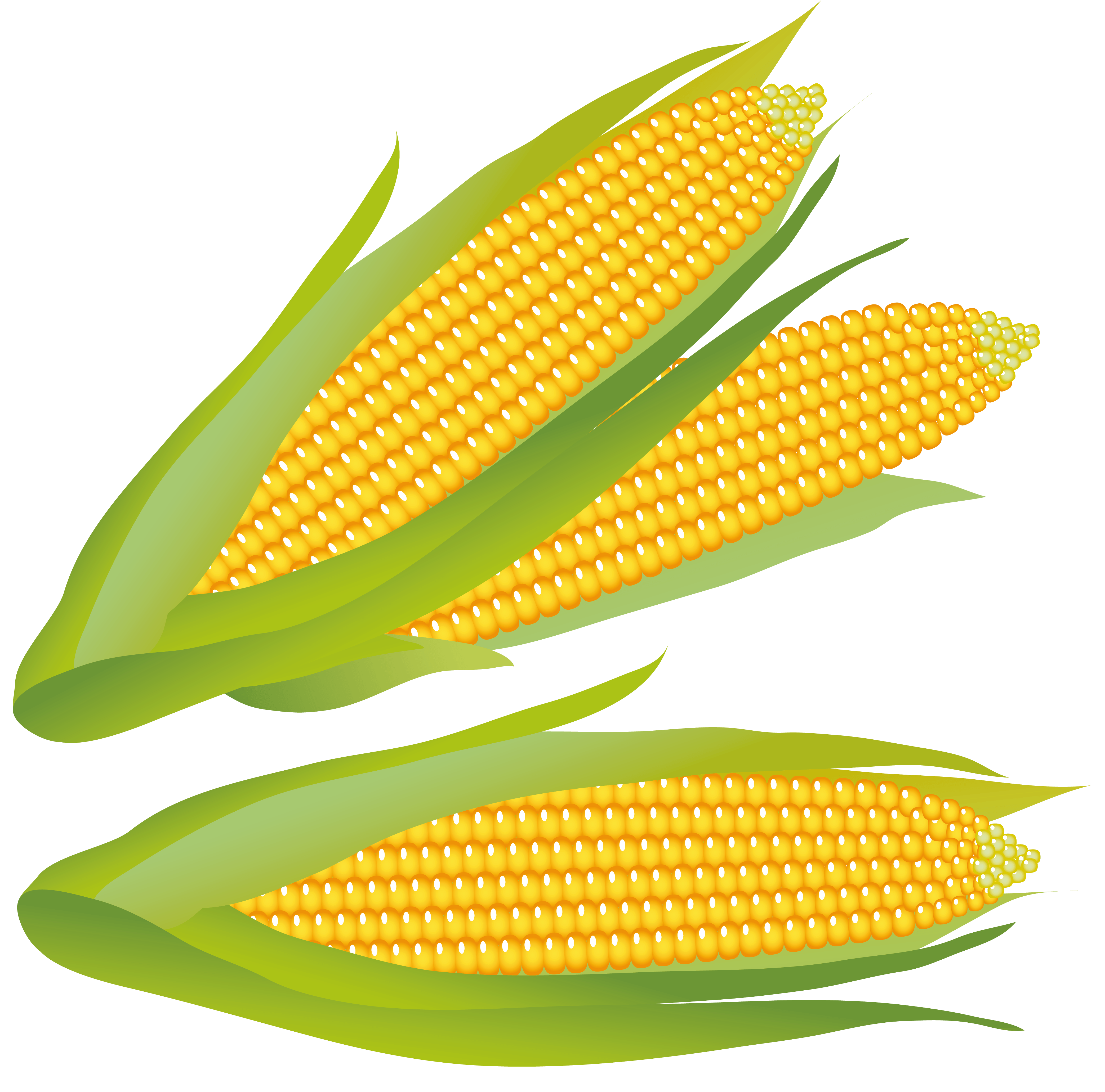 Corn kidz. Кукурузный початок. Кукуруза мультяшная. Кукуруза вектор. Початок кукурузы вектор.