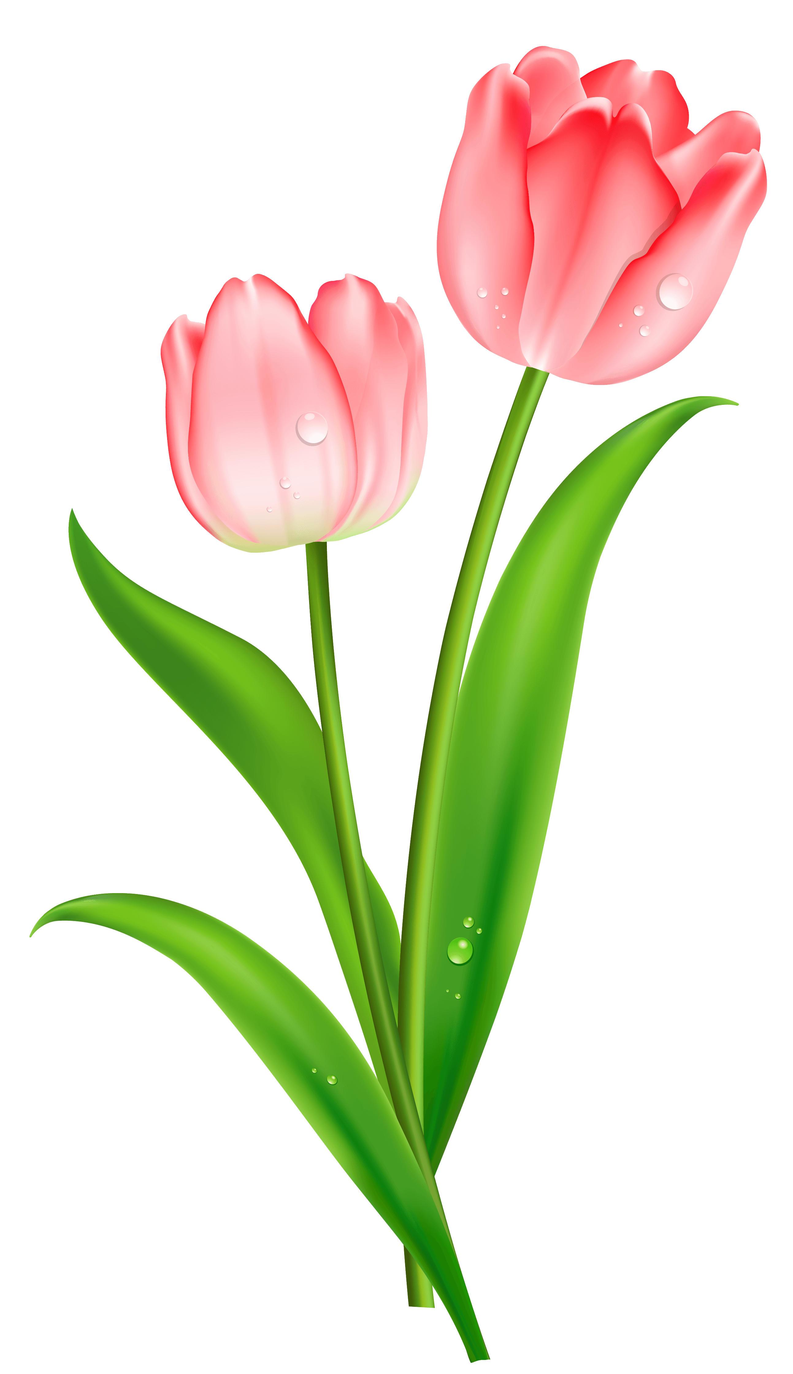 Free Cliparts Purple Tulips, Download Free Cliparts Purple Tulips png ...
