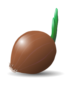 Fresh Sprouting Onion - Natural Growth & Culinary Use