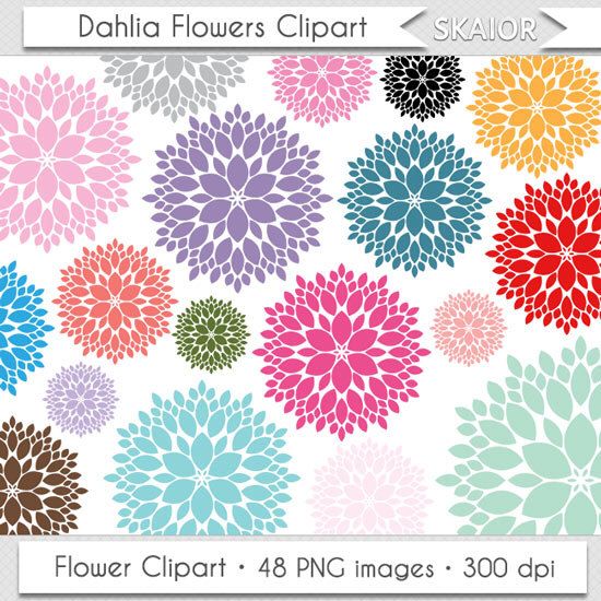 Dahlia Flower Clipart Set - 48 High-Res PNG Images (300 DPI)