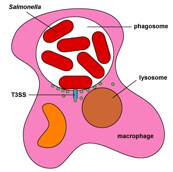 Salmonella Infection Mechanism in Macrophages - Cellular Defense & Pathogen Evasion