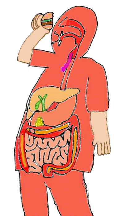 digestive system gif