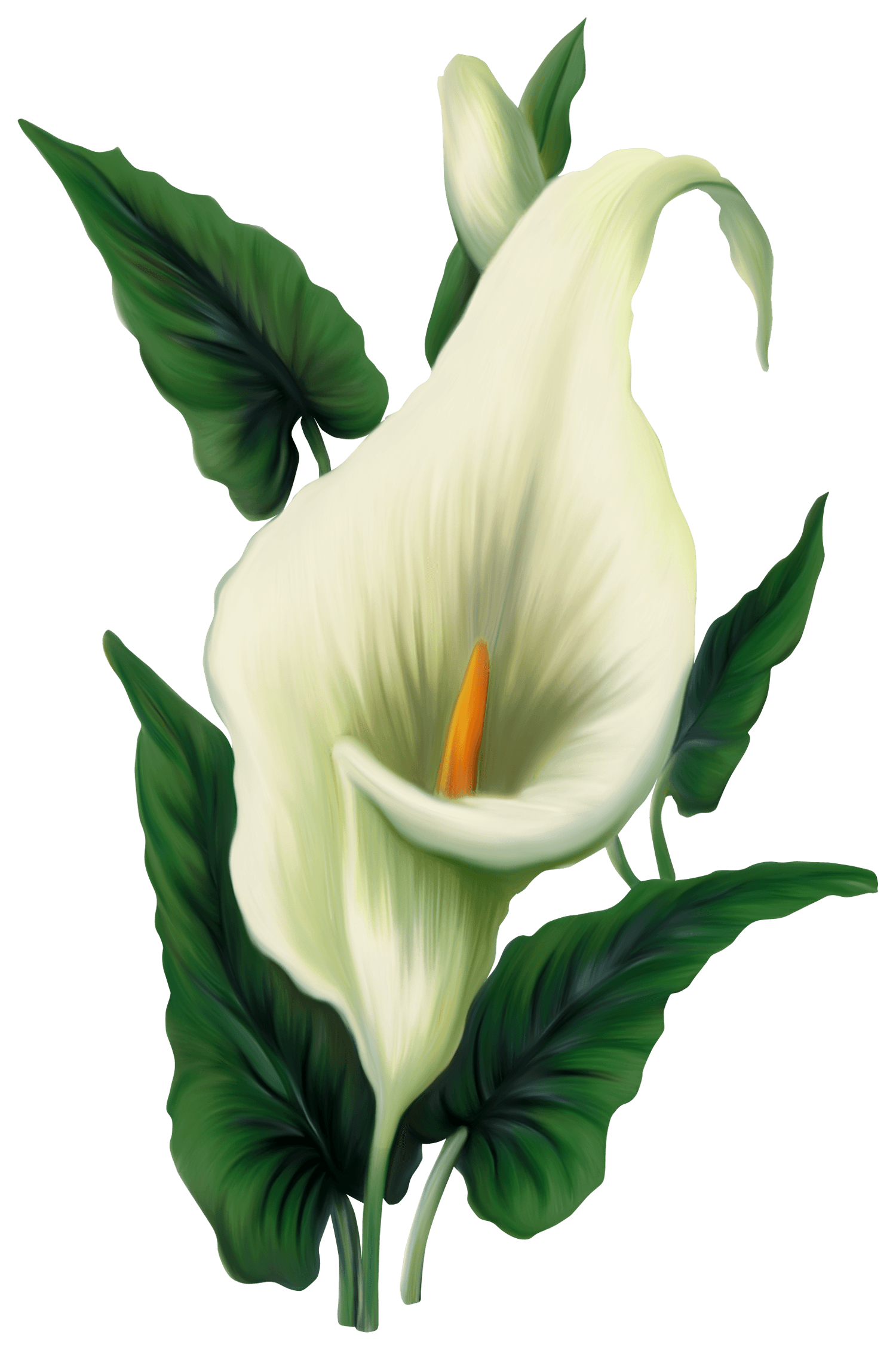 Free Calla Lily Cliparts, Download Free Calla Lily Cliparts png images ...