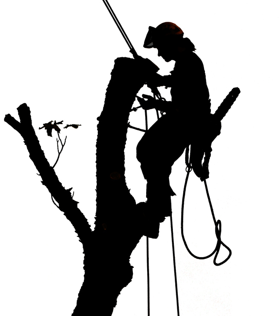 tree climbing tree climber logo - Clip Art Library