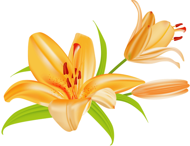 Free Lily Bouquet Cliparts, Download Free Lily Bouquet Cliparts png ...