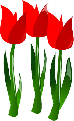 Three vibrant red tulips with green stems and leaves on a white background.