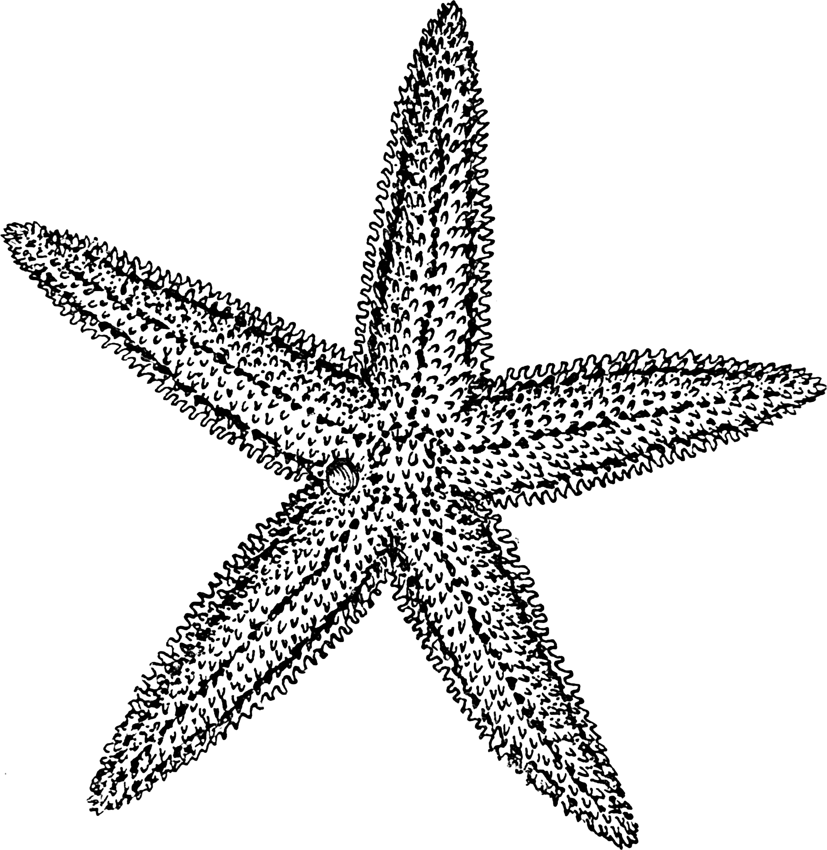 Starfish Illustration - Free Clipart for Marine Biology & Educational Use