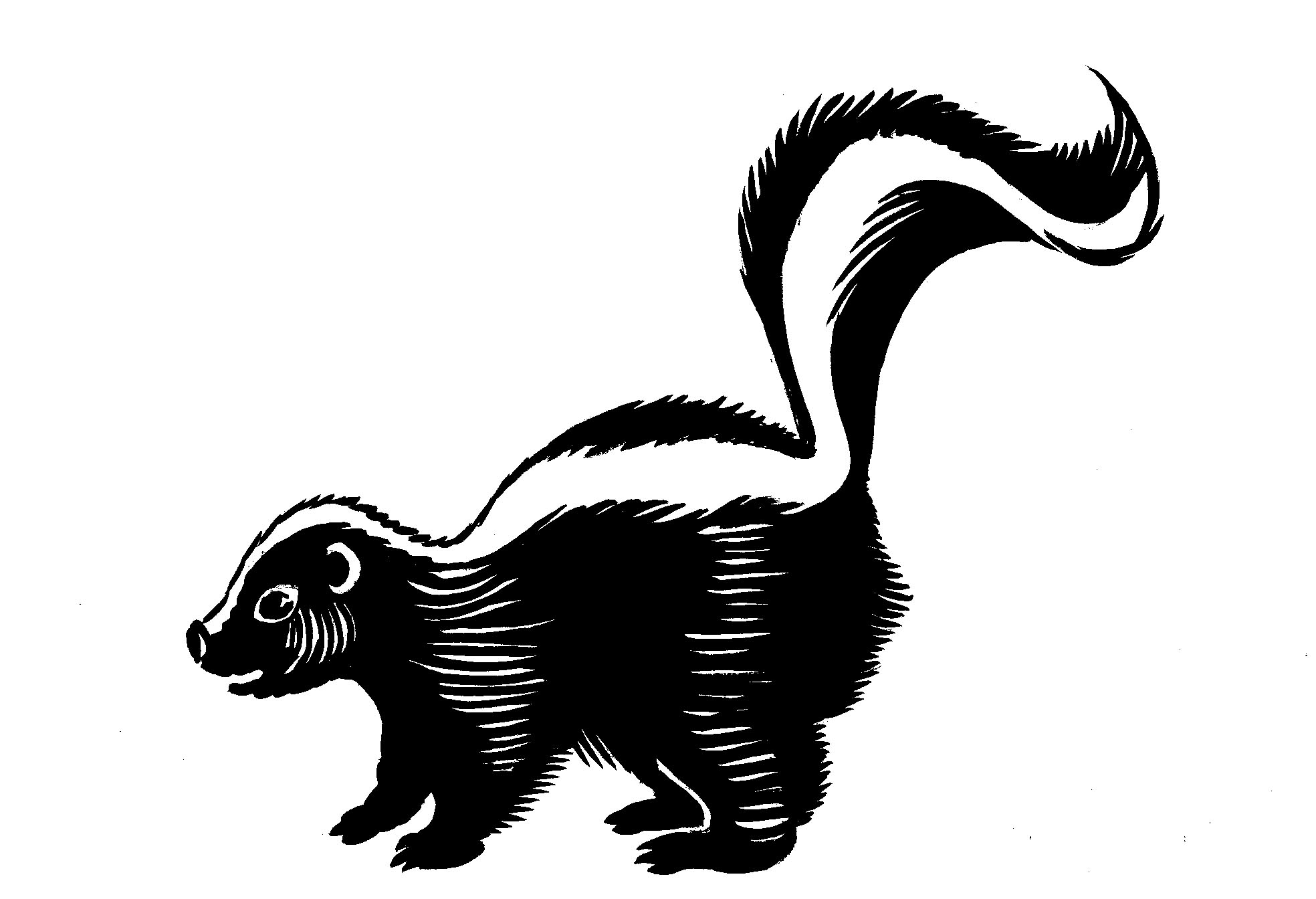 skunk black and white - Clip Art Library