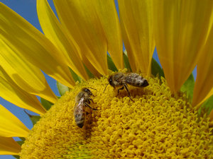 Two honeybees collecting pollen on the vibrant yellow center of a sunflower against a clear blue sky.