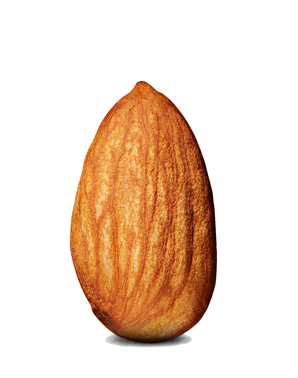 Almond PNG Image 