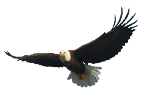 Gif Animation Eagle Gif PNG Transparent With Clear Background ID 83226