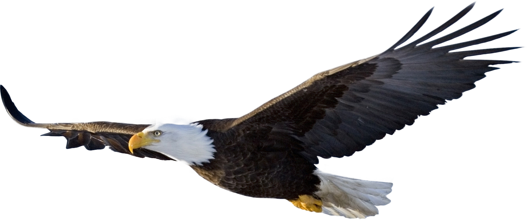 Eagle Bird png download - 633*564 - Free Transparent Bald Eagle